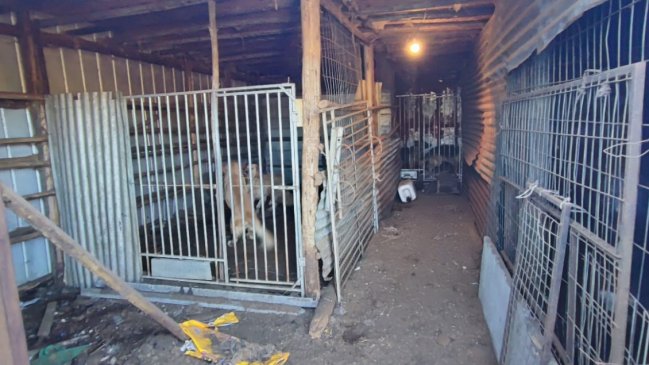   PDI descubrió canil clandestino en Temuco: 16 animales estaban enjaulados 