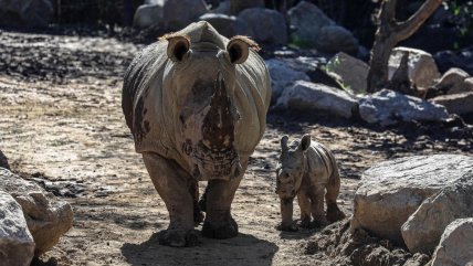   La tercera de Sudamérica: Cría de rinoceronte blanco nació en el Buin Zoo 