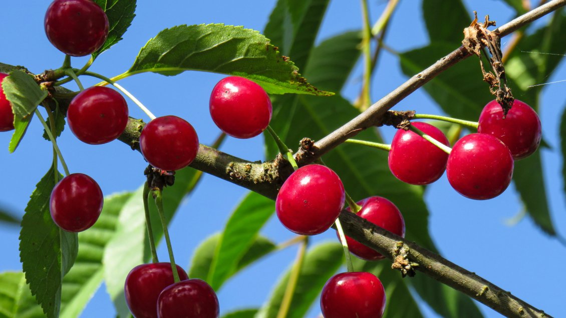 Las claves del reinado de las cerezas chilenas en China