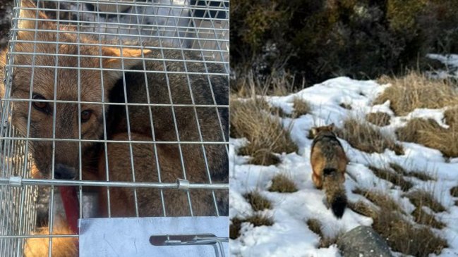   Rescatan a zorro culpeo en área urbana de Punta Arenas 