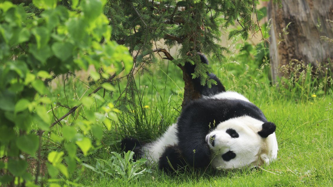Academia de Pandas de China busca a sus primeros estudiantes universitarios