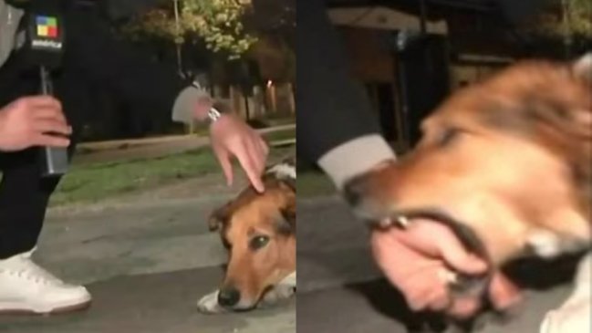  Periodista intentó acariciar un perro y se hizo viral  