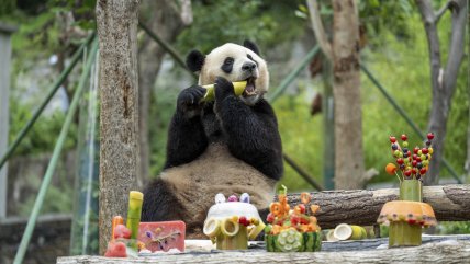   Con festín especial, el panda Fu Bao celebra su cumpleaños 