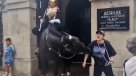 No respetó cartel de advertencia: Mujer fue mordida por caballo de la Guardia Real británica