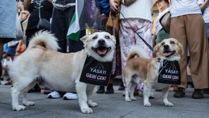   Protestas en Turquía contra proyecto que busca sacrificar a millones de perros callejeros 