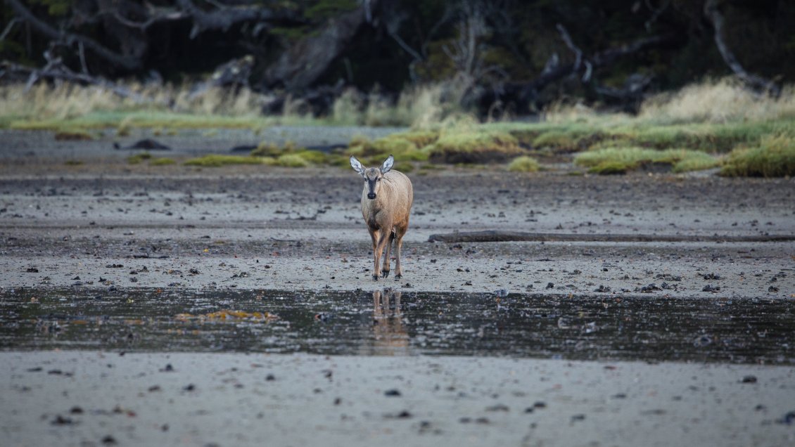 Detectan un huemul, especie en peligro de extinción, en la zona más austral de Chile