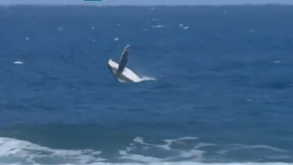Ballena se robó la película durante competencia del surf en los Juegos Olímpicos