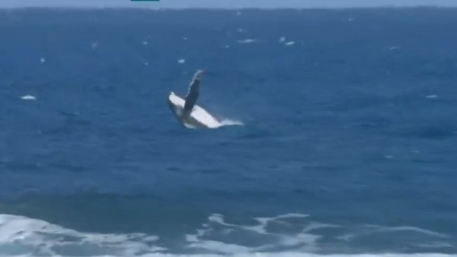 Ballena se robó la película durante competencia del surf en los Juegos Olímpicos