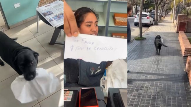 Tierno perrito va a comprar solo a almacén y enamora a redes sociales
