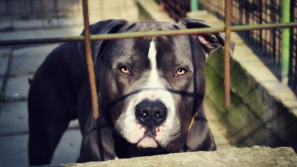   Anciano sufrió amputación de sus brazos tras ataque de perros pitbull 