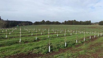  Piensa Circular: La agricultura circular y cómo ayuda a aumentar la producción  