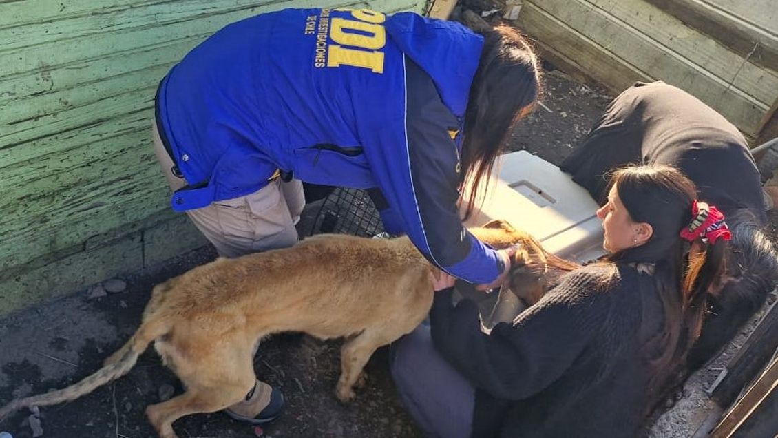 Coyhaique: PDI rescató a dos perros galgos tras denuncia de maltrato