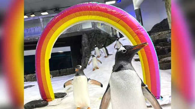   Murió pingüino gay que incubó una cría junto a su pareja 