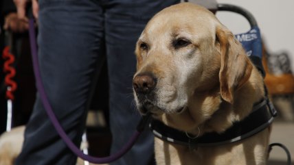   Es reversible: Científico chileno creó vacuna para esterilizar perros 