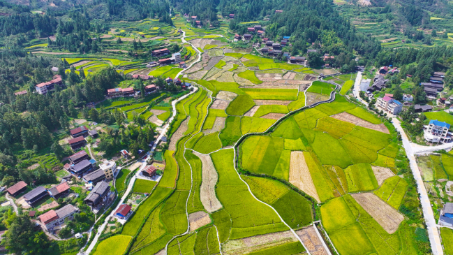 China logra progreso constante en desarrollo ecológico agrícola, según informe