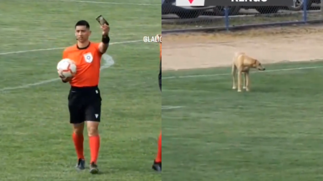 Teléfono perdido y un perro en la cancha: La llamativa secuencia en Segunda División