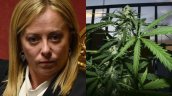   Congreso italiano prohibió el cannabis 
