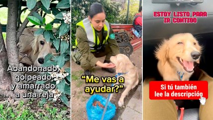   Carabineros rescató a perrito abandonado y ahora busca hogar 