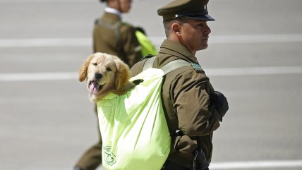   El momento más esperado: Los cachorritos que desfilaron en la Parada Militar 2024 