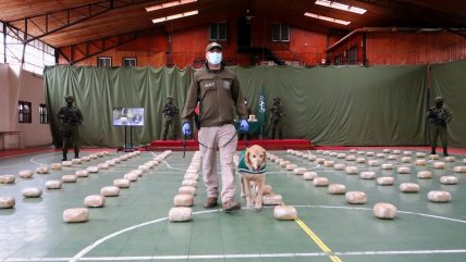   La Araucanía: Incautan 160 kilos de droga durante fiscalización en Ruta 5 Sur 