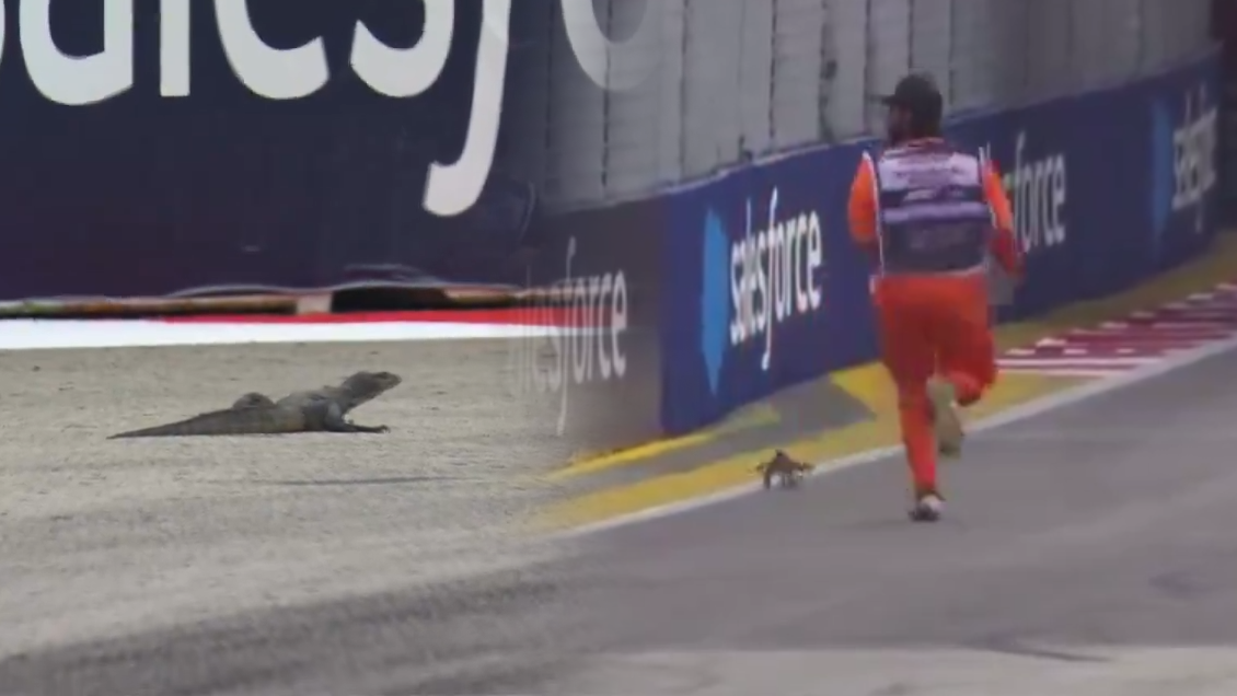 Norris dominó el último libre en Singapur, interrumpido por un lagarto