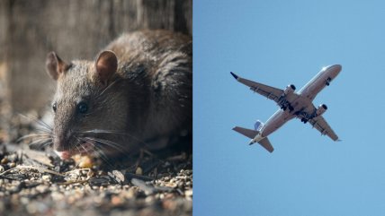   Vuelo aterrizó de emergencia tras hallar una rata viva en la comida de una pasajera 