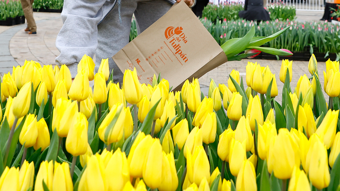 Día del Tulipán 2024: ¿Cuándo es y dónde darán estas flores gratis?