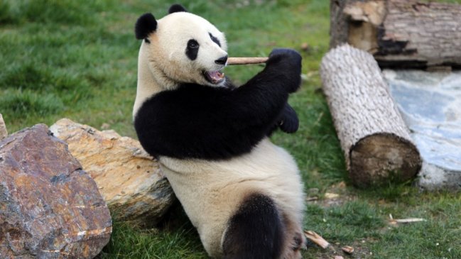 Científicos chinos cultivan por primera vez células madre de oso panda