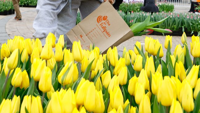 Día del Tulipán 2024: ¿Cuándo es y dónde darán estas flores gratis?