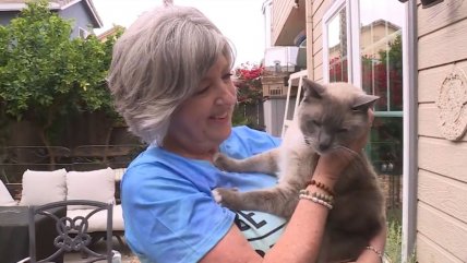   Increíble: Gato viajó más de 1.200 km para volver a casa tras perderse 