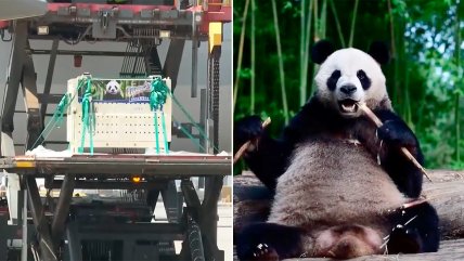   Hong Kong recibió con alfombra roja a un par pandas obsequiados por Pekín 