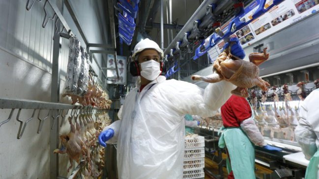 China reabrió el mercado para las exportaciones avícolas chilenas