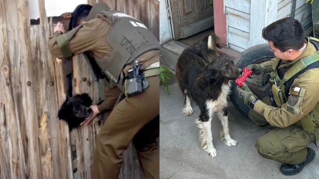   Carabineros salvó la vida a perrito atrapado en una reja: Se estaba ahogando 