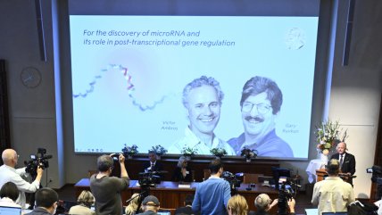 ¿Qué son los microARN? Cooperativa Ciencia explica el trabajo de los Nobel de Medicina 2024