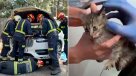 Gatita atrapada en el motor de un auto logró ver la luz