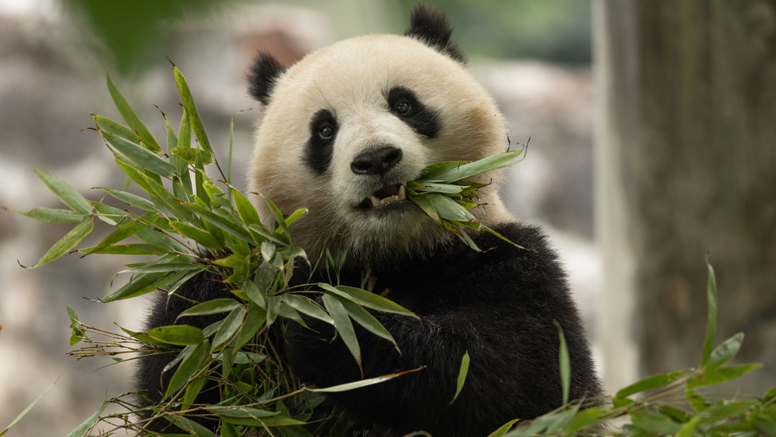 Llegan a EE.UU. dos pandas gigantes enviados por China al Zoológico Nacional de Washington