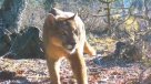 Puma fue captado por cámara de trampa en Reserva Nacional Nalcas