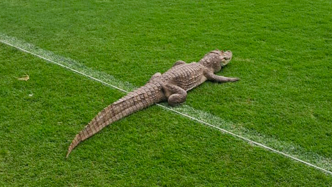 [FOTOS] Un caimán apareció en medio del centro de entrenamientos de Vasco da Gama