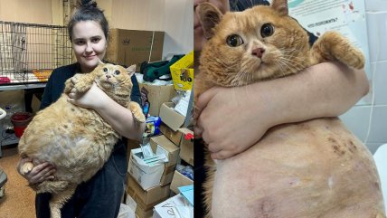   Murió Crumbs, el gato más gordo del mundo: Pesaba 18 kilos 