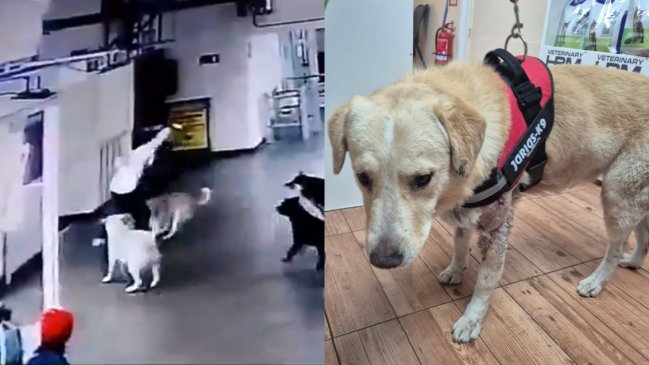 Sujeto fue detenido tras apuñalar a un perro en terminal de buses de Antofagasta