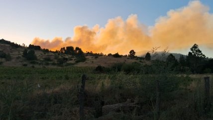   Bomberos controló incendio forestal en Melipilla 