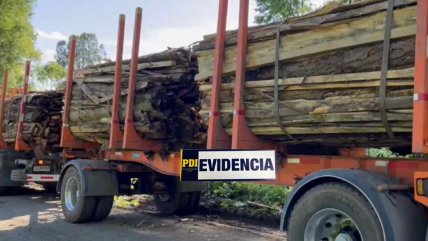 PDI detuvo a ocho personas por robo de madera en Cunco