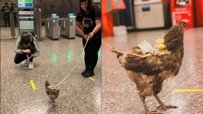 Mujer paseó a su gallina por el Metro y causó furor en redes: “Es un poquito antisocial”