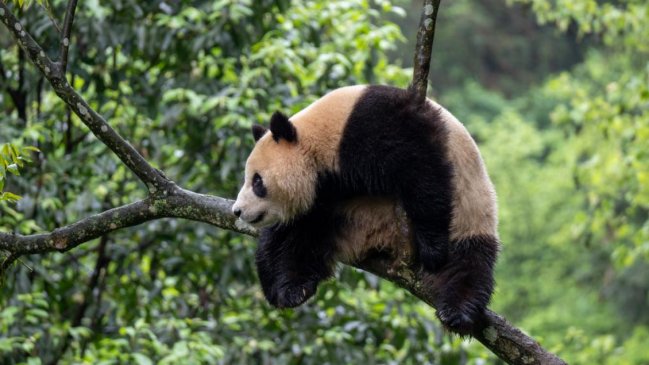 China Hoy: Cuando los pandas vuelven a casa
