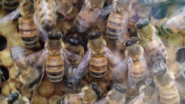 Dos sujetos fueron detenidos tras lanzar abejas a la policía en Argentina