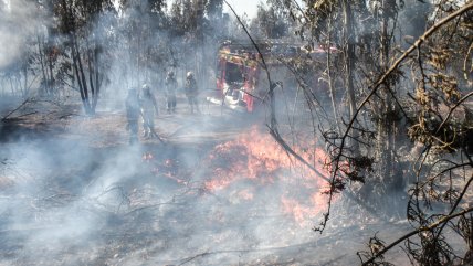 Balance Senapred: Cuatro incendios forestales son combatidos en el país