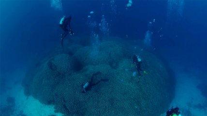 Así es el coral más grande del mundo