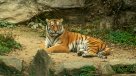 China busca a un tigre siberiano tras atacar a un agricultor