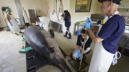   Diseccionan a la ballena más rara del mundo que debe su nombre a un chileno 
