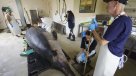 Diseccionan a la ballena más rara del mundo que debe su nombre a un chileno